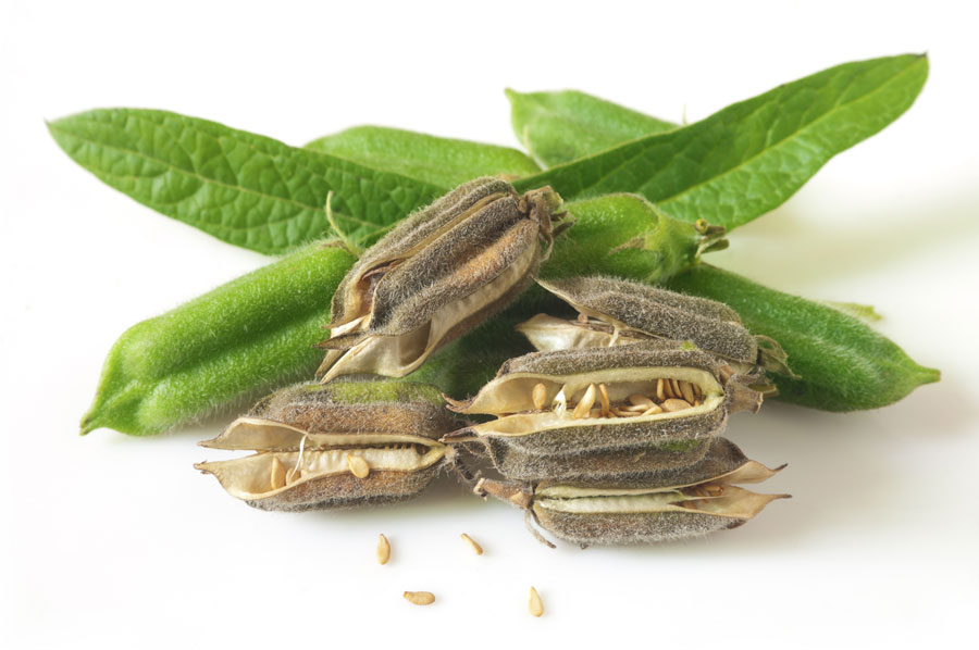 Image result for sesame seed plant